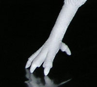 reaching eagle foot.