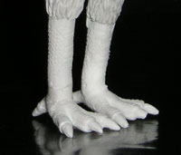standing eagle feet.